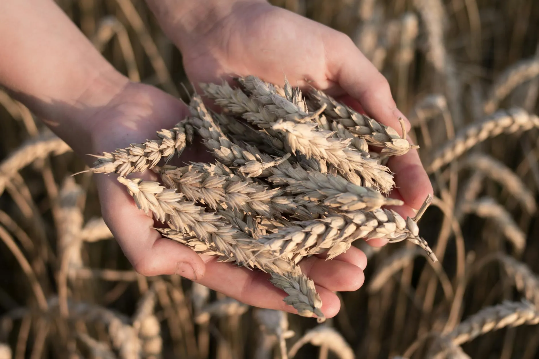 Detailní pohled na ruce farmáře držícího pšenici