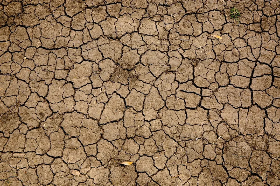 Jak čeští zemědělci bojují s klimatem: Adaptace a inovace v praxi