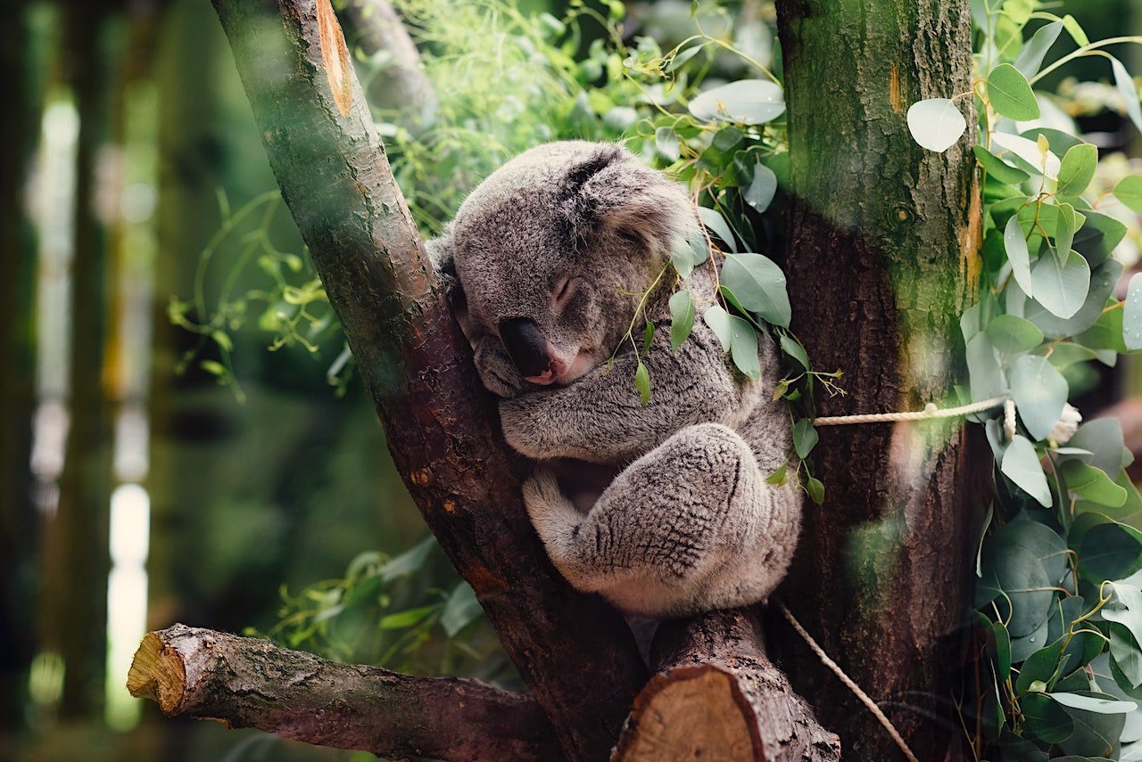 Top 5 nechutných faktů o koalách  🐨