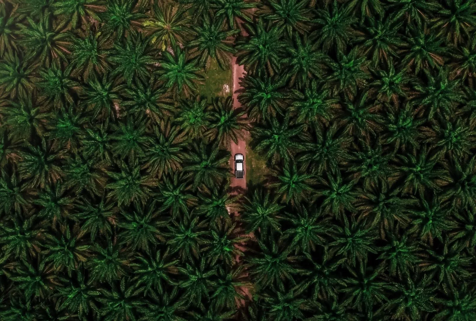 Indonésie a Malajsie se dohodly na boji proti &#8222;diskriminaci&#8220; palmového oleje