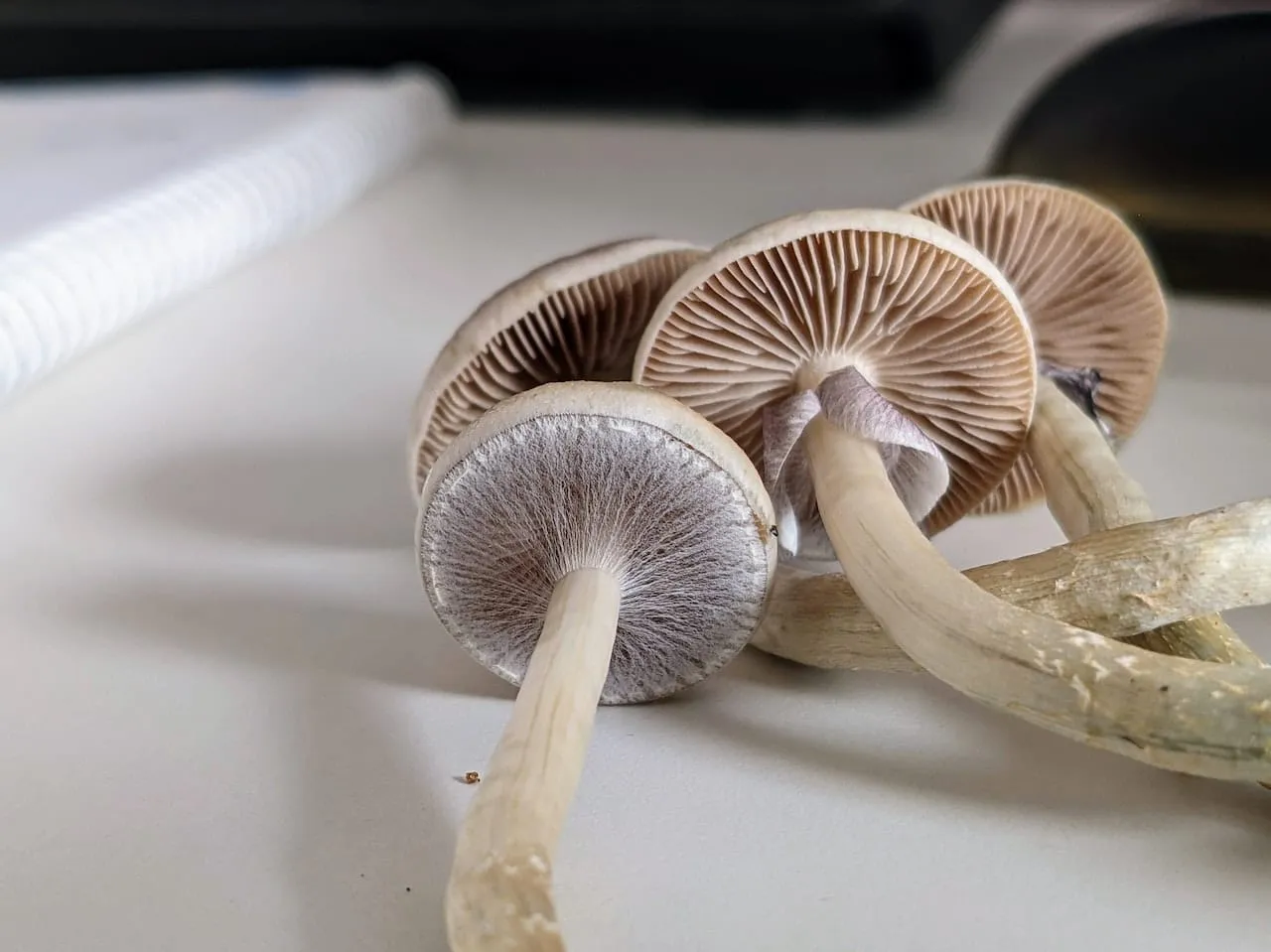 PSYRES dekriminalizace psychadelik